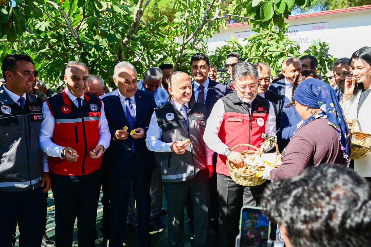 BAKAN YUMAKLI'NIN DA KATILDIĞI İNCİR HASADI GERÇEKLEŞTİRİLDİ.