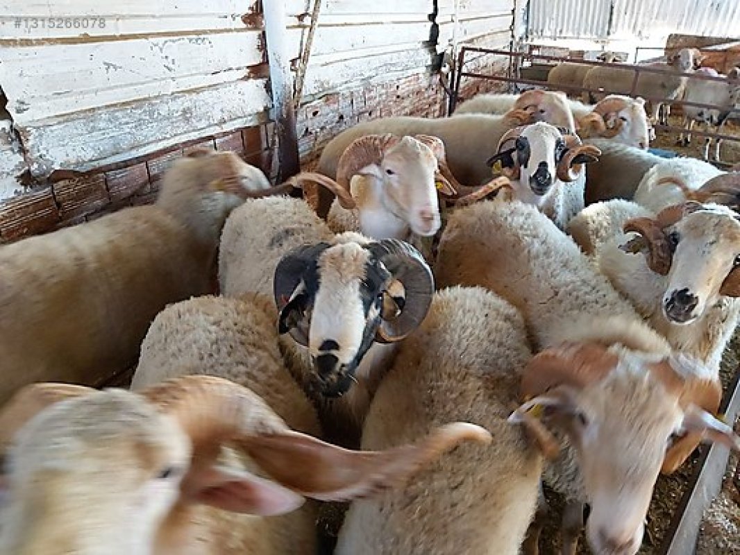 EFELER’DE KURBAN KESİM NOKTALARI BELİRLENDİ...