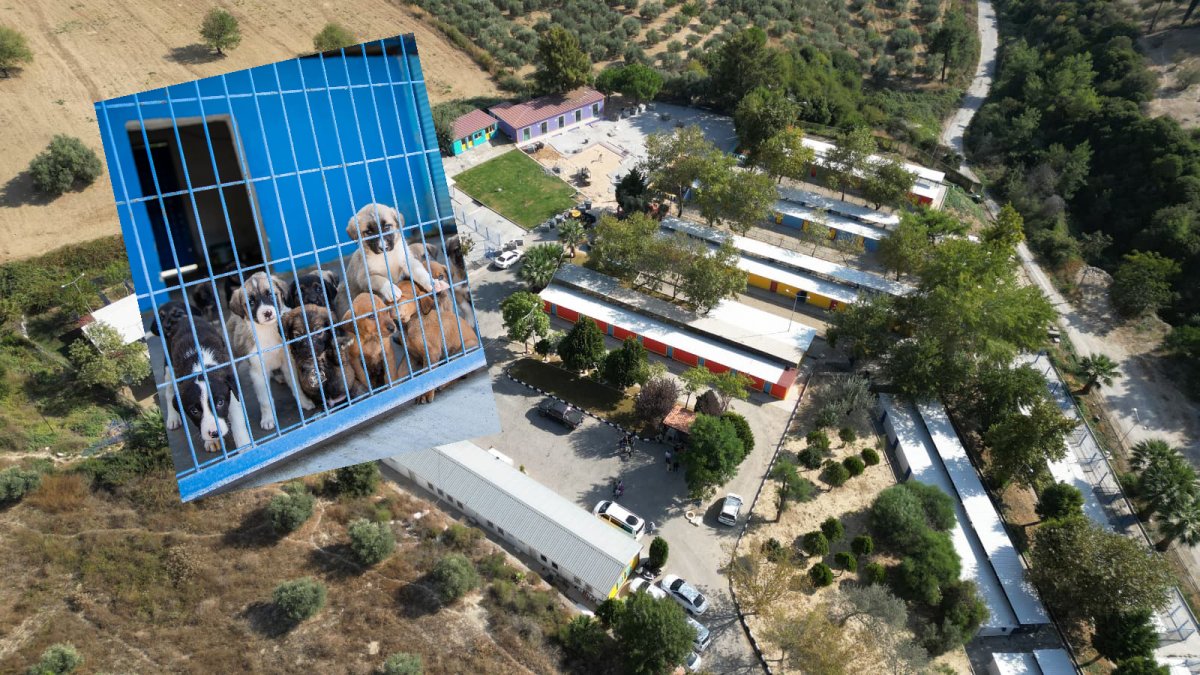 KUŞADASI BELEDİYESİ 3518 SOKAK HAYVANINI YUVASINA KAVUŞTURDU..